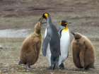 King penguin. South America, Falkland Islands, Volunteer Point Art Print